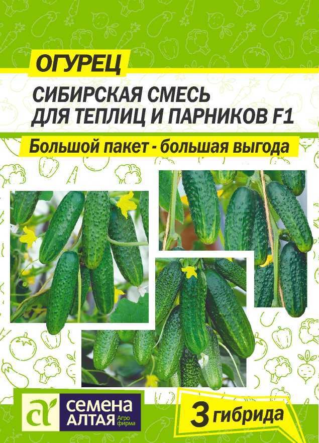 огурцы лучшие сорта для открытого грунта самоопыляемые. аэлита огурец мечта дачника f1. семена огурцов для открытого грунта самоопыляемые для сибири. семена алтая огурцы для открытого грунта. огурец партенокарпический клавдия.
