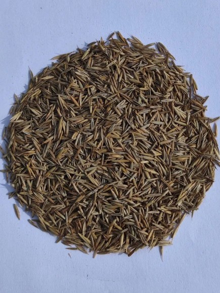 Овсяница красная красная Максима 1 (18 кг)