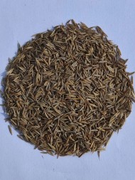 Овсяница красная красная Максима 1 (1 кг)   Овсяница красная красная Максима 1 (1 кг)