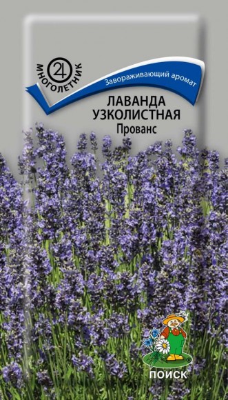 Лаванда узколистная Прованс