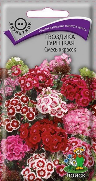 Гвоздика Турецкая
