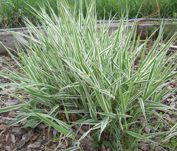 Канареечник (Двукисточник) тростниковый 20 кг