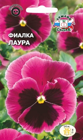Фиалка-Витрокка Лаура лилово-розовая с черным пятном